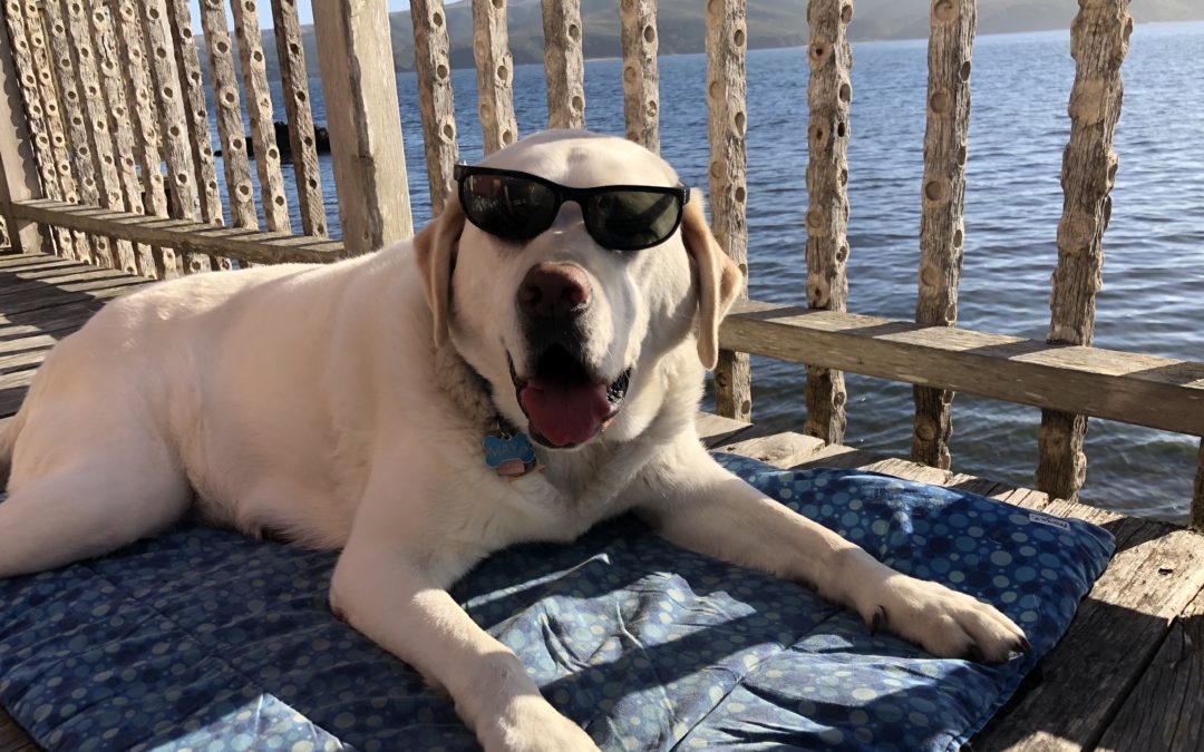 Traveling With a Big Dog