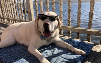 Traveling With a Big Dog